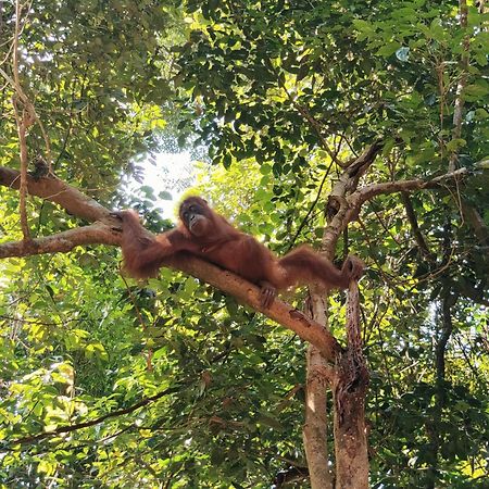 Asim Paris Guesthouse & Jungle Trekking Bukit Lawang Exterior foto