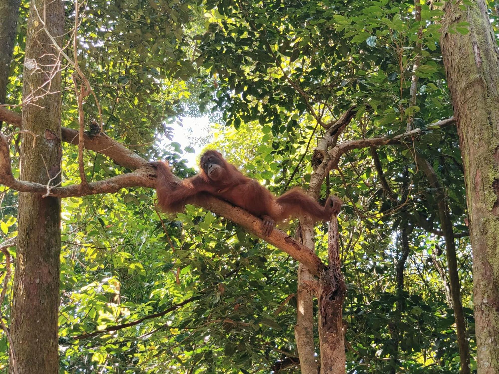 Asim Paris Guesthouse & Jungle Trekking Bukit Lawang Exterior foto