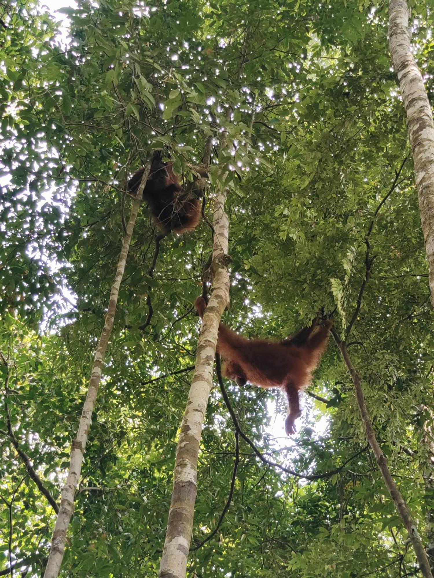 Asim Paris Guesthouse & Jungle Trekking Bukit Lawang Exterior foto