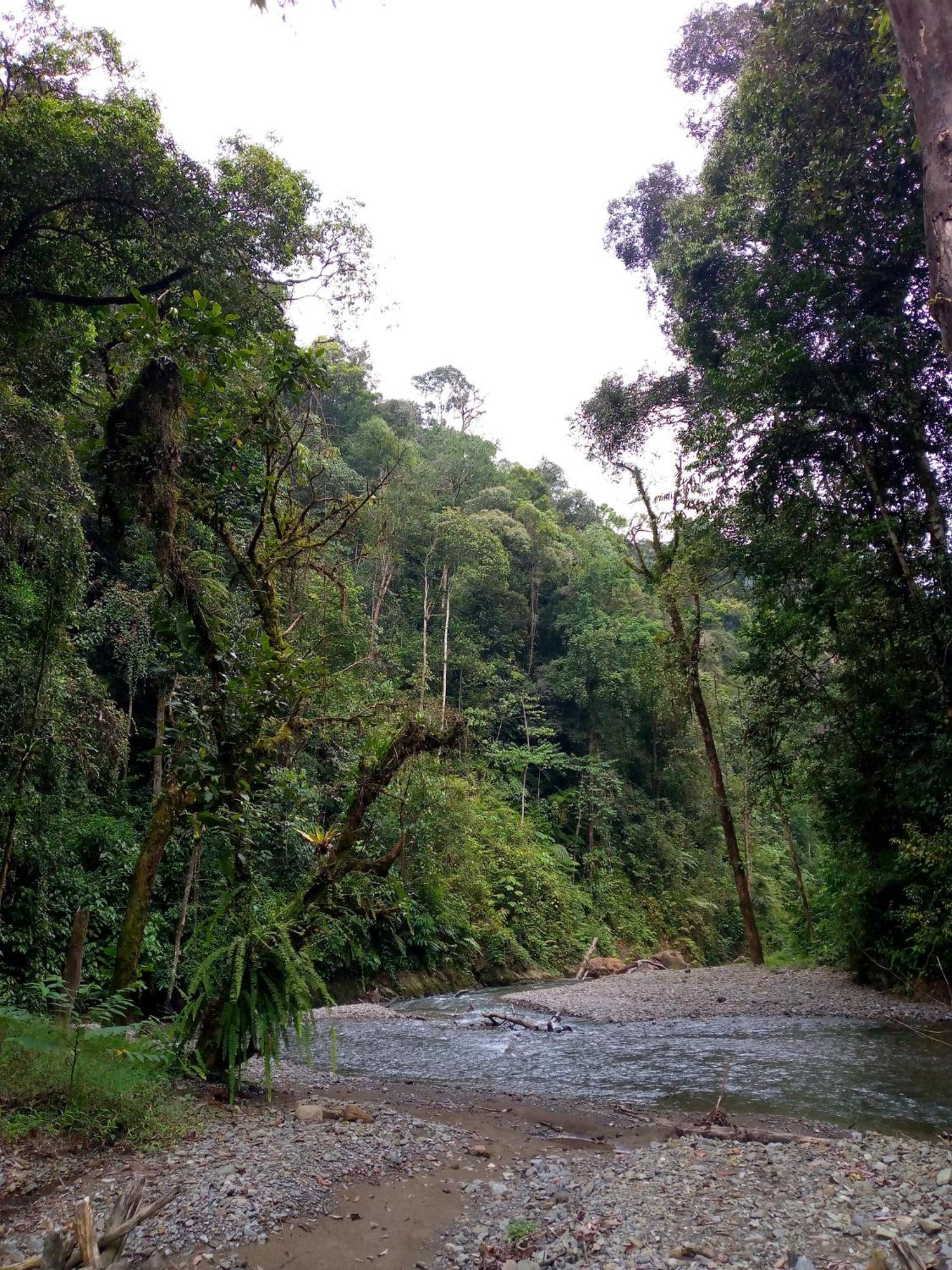 Asim Paris Guesthouse & Jungle Trekking Bukit Lawang Exterior foto