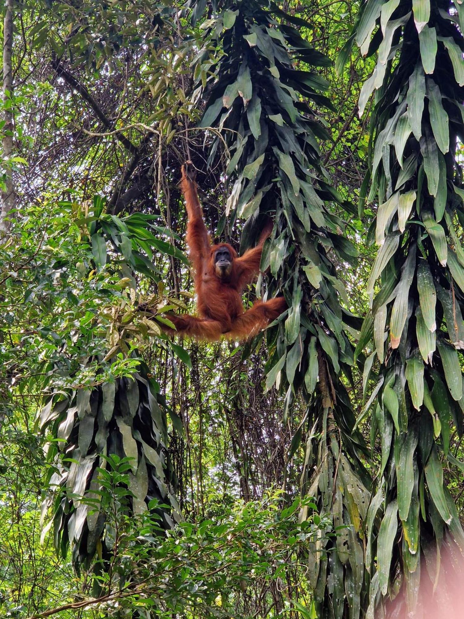 Asim Paris Guesthouse & Jungle Trekking Bukit Lawang Exterior foto